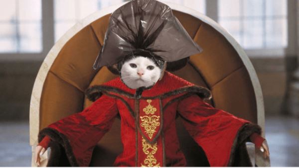 <br />
							Хозяин сфотографировал своего кота с пакетом на голове (12 фото)
<p>					