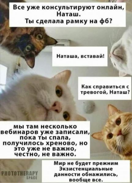 <br />
							Печенеги, половцы, слабый рубль - что волнует котов и Наташу (14 фото)
<p>					