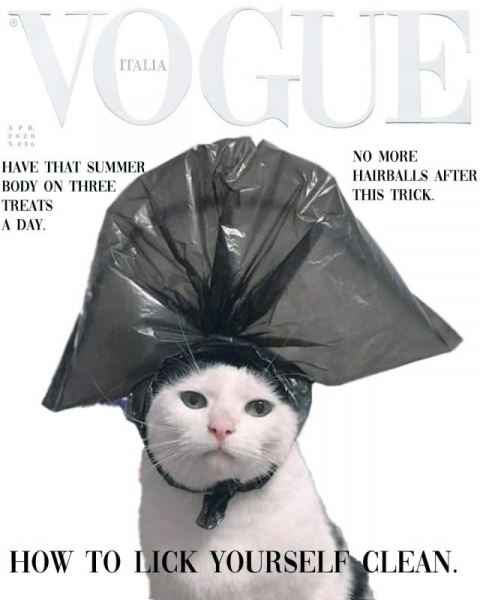 <br />
							Хозяин сфотографировал своего кота с пакетом на голове (12 фото)</p>
<p>					