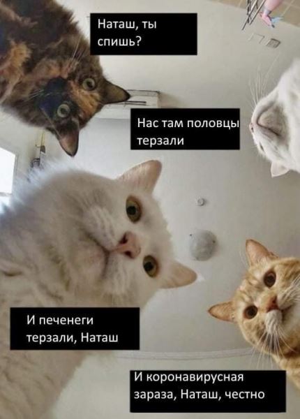 <br />
							Печенеги, половцы, слабый рубль - что волнует котов и Наташу (14 фото)
<p>					